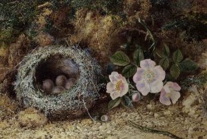 Bird nest and briar roses