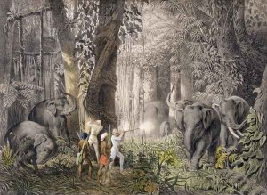 Elephant hunt in the region of Logalla, from 'Travels of Prince Emanual Andrasy in Eastindian Ceylon, Java, China and Bengal'