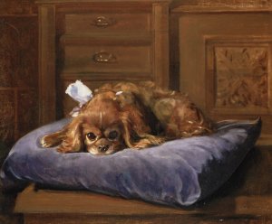 King Charles Spaniel