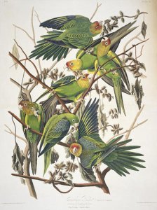 Carolina Parakeet, from 'Birds of America', 1829