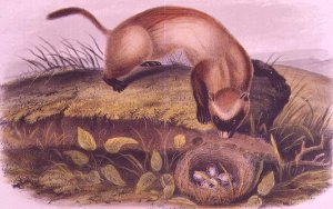 Black-footed Ferret from Quadrupeds of North America