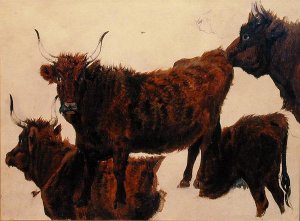 Studies of Highland Cattle