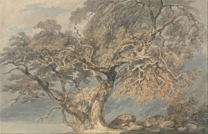 A Great Tree, c.1796