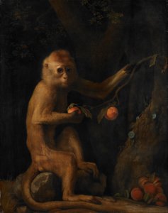 Portrait of a Monkey dated 1774